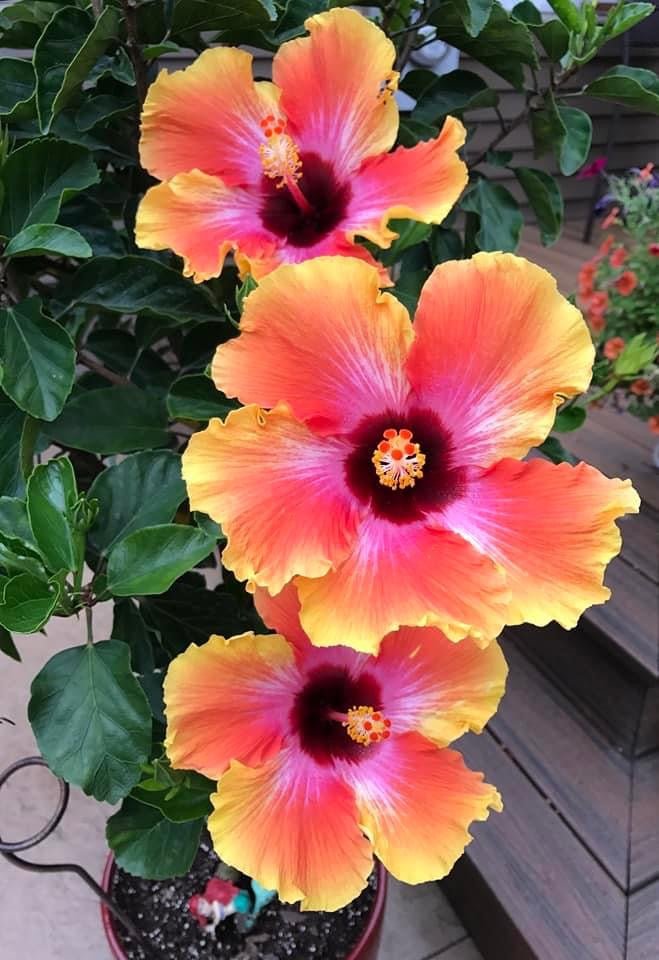 Tropical Hibiscus - Pampered Pretties